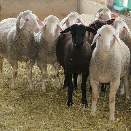 Lindlhof Fam. Taferner Çiftlik konaklama