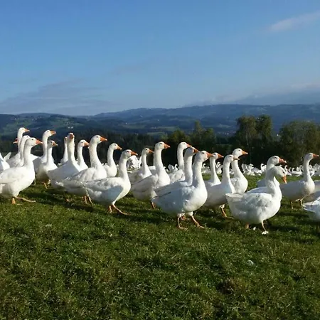Farm stay Lindlhof Fam. Taferner Sankt Andra (Wolfsberg)
